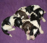 Parti Labradoodle Puppies