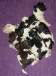 Parti Labradoodle Puppies