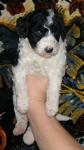 Parti Labradoodle Puppies, Black and White