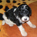 Parti Labradoodle Puppies, Black and White