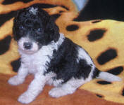 Parti Labradoodle Puppies, Black and White