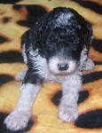 Parti Labradoodle Puppies, Black and White