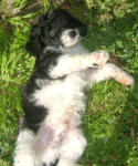 Parti Labradoodle Puppies, Black and White