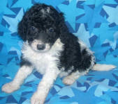 Parti Labradoodle Puppies, Black and White