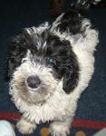 Parti Labradoodle Puppies, Black and White