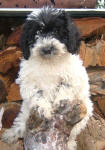 Parti Labradoodle Puppies, Black and White