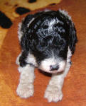 Parti Labradoodle Puppies, Black and White