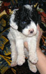 Parti Labradoodle Puppies, Black and White