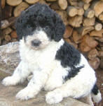 Parti Labradoodle Puppies, Black and White