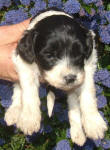 Parti Labradoodle Puppies, Black and White