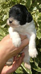 Parti Labradoodle Puppies, Black and White