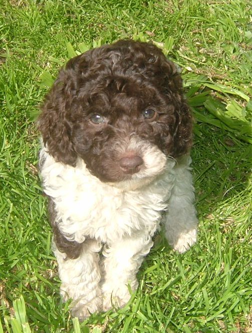 chocolate and white parti labradoodle