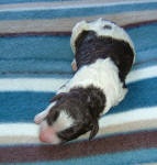 Parti Labradoodle Puppies, Chocolate and White