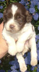 Parti Labradoodle Puppies, Chocolate and White