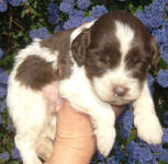 Parti Labradoodle Puppies, Chocolate and White