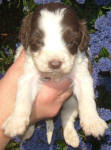 Parti Labradoodle Puppies, Chocolate and White