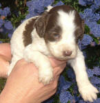 Parti Labradoodle Puppies, Chocolate and White