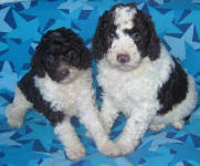 Parti Labradoodle Puppies, Chocolate and White