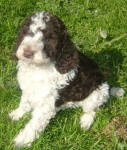 Parti Labradoodle Puppies, Chocolate and White