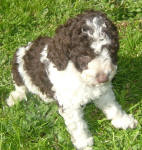 Parti Labradoodle Puppies, Chocolate and White