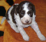 Parti Labradoodle Puppies, Chocolate and White