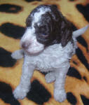 Parti Labradoodle Puppies, Chocolate and White