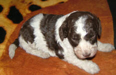 Parti Labradoodle Puppies, Chocolate and White