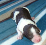 Parti Labradoodle Puppies, Chocolate and White