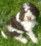 Parti Labradoodle Puppies, Chocolate and White