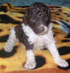 Parti Labradoodle Puppies, Chocolate and White