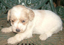 Parti Labradoodle Puppies