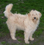 Raja - Miniature Cream Labradoodle