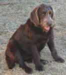 Cadbury - Medium Chocolate Labradoodle