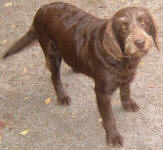 Cadbury - Medium Chocolate Labradoodle