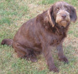 Cadbury - Medium Chocolate Labradoodle