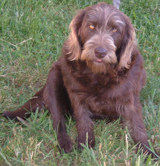 medium chocolate labradoodle