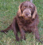 Cadbury - Medium Chocolate Labradoodle