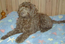 Lilly - Miniature Cafe Labradoodle