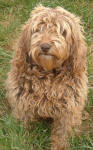 Lilly - Miniature Cafe Labradoodle