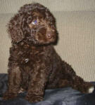 Aliza - Miniature Chocolate Labradoodle