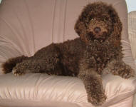 Aliza - Miniature Chocolate Labradoodle