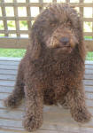 Aliza - Miniature Chocolate Labradoodle