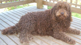 Aliza - Miniature Chocolate Labradoodle