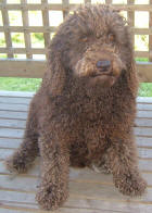 Chocolate Labradoodle Aliza