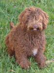 Mishka - Miniature Chocolate Labradoodle