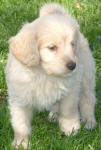 Raja - Miniature Cream Labradoodle