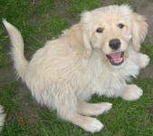 Raja - Miniature Cream Labradoodle