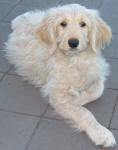 Raja - Miniature Cream Labradoodle