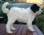 Gretel - Miniature Parti Labradoodle