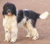 Hansel - Miniature Parti Labradoodle